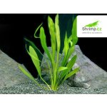 Echinodorus uruguayensis - Šípatkoves uruguayský – Zboží Dáma
