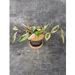 Hoya Flamingo Dream 12 cm – Zbozi.Blesk.cz