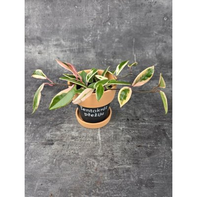 Hoya Flamingo Dream 12 cm – Zbozi.Blesk.cz
