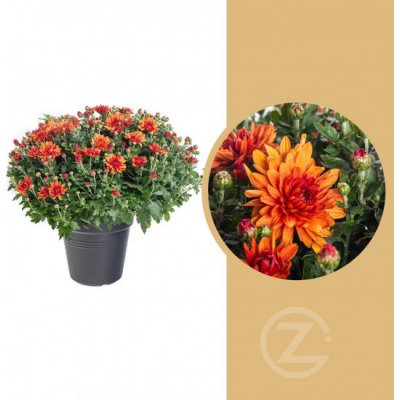 Chryzantéma, Chrysanthemum, kompaktní rostlina 40 - 45 cm, cihlová – Zboží Mobilmania