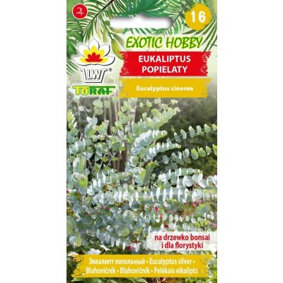 EUCALYPTUS CINEREA, BLAHOVIČNÍK, SILVER DOLLAR TREE/20 semen/ – Zboží Mobilmania