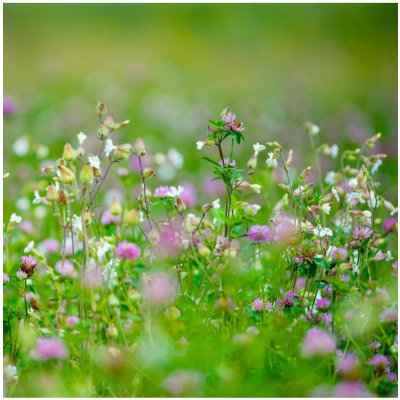 Luční květiny a byliny - směs - prodej semen - 0,9 g – Zboží Mobilmania
