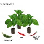 Kuchařské TRIO chilli sazenic v jiffu - JALAPENO, THAI, RING OF FIRE