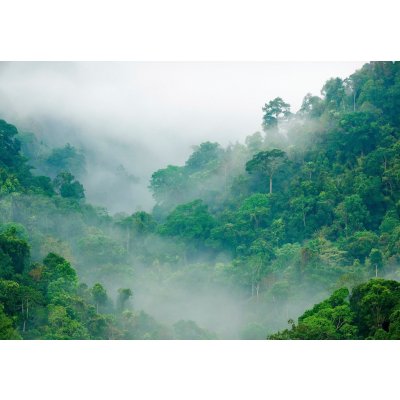 Postershop Fototapeta vliesová: Deštný prales rozměry 368x254 cm – Zboží Mobilmania