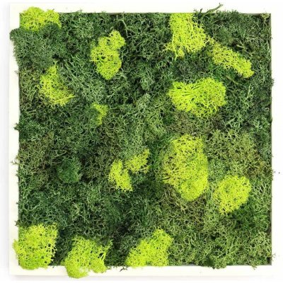 Gardners Obraz z lišejníku 35x35 cm, bílá – Hledejceny.cz