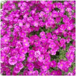 Tařička zahradní červená Leichtlinii- Aubrieta hybrida semena tařičky 200 ks – Hledejceny.cz