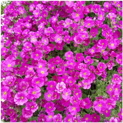 Tařička zahradní červená Leichtlinii- Aubrieta hybrida semena tařičky 200 ks – Hledejceny.cz