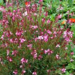 GREENBOSS FLOWER Svíčkovec 'Gambit Rose Bicolor' Průměr květináče: 9 až 12 cm – Zboží Dáma