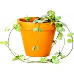 Gardners Ceropegia woodii, průměr 8,5 cm Svícník – Zboží Dáma