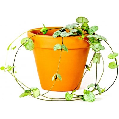 Gardners Ceropegia woodii, průměr 8,5 cm Svícník – Zboží Dáma