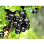 Saloos esenciální olej Černý rybíz 10 ml – Zboží Dáma