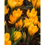 Krokus 'Orange monarch' 10 ks – Zboží Dáma