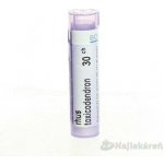 RHUS TOXICODENDRON POR 30CH GRA 4G – Hledejceny.cz