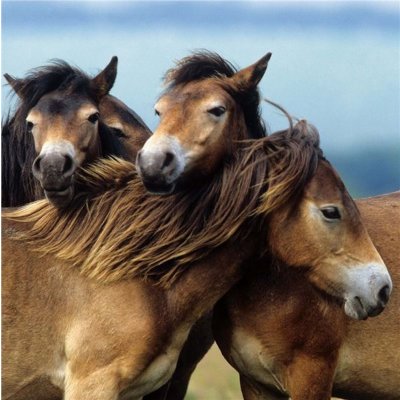 Ravensburger Koně 3 x 49 dílků – Zboží Mobilmania