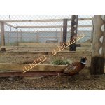 Bažantnice - pletené pl. 20 mm oko výška 200 cm – Hledejceny.cz