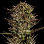 Barney´s Farm Thin Mint x Sour Pinot Auto semena neobsahují THC 5 ks – Sleviste.cz