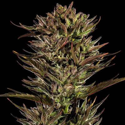 Barney´s Farm Thin Mint x Sour Pinot Auto semena neobsahují THC 5 ks – Sleviste.cz