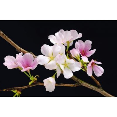 W&G F627 Fototapety na zeď Cherry Blossoms 175 x 115 cm – Zboží Mobilmania