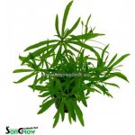 Pogostemon octopus – Hledejceny.cz