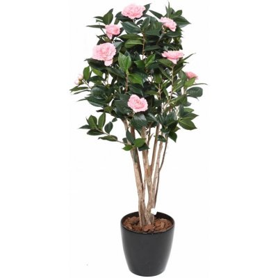 CAMELIA JAPONICA DOUBLE NEW KEŘ růžová, 130cm – Zbozi.Blesk.cz