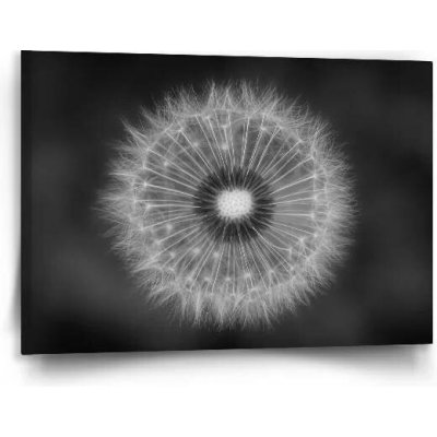Sablio Obraz Černobílá pampeliška - 90x60 cm – Hledejceny.cz