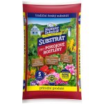 Forestina Standard Pokojové rostliny 5 l – Hledejceny.cz