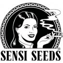 Sensi Seeds Sensi Skunk semena neobsahují THC 3 ks