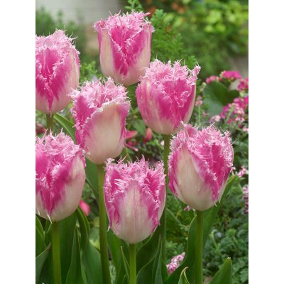 Tulipán 'Huis ten Bosch' 5 ks Velikost hlíz: 10/11 – Sleviste.cz