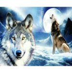 Norimpex Diamantové malování Vlčí úplněk 30 x 40 cm – Sleviste.cz