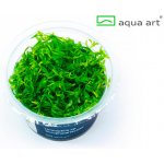 Limnophila sp. Scrophulariaceae – Zboží Dáma