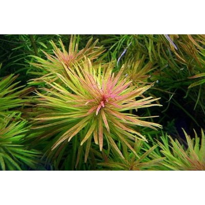 Ludwigia inclinata - Zakulacenka uzavřená – Zboží Dáma