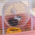 Ferplast Criceti 9 Princess Klec pro křečky White 46 x 29,5 x 23 cm – Hledejceny.cz