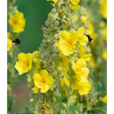 Divizna sápovitá - Verbascum phlomoides - osivo divizny - 0,1 g – Hledejceny.cz