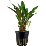 Cryptocoryne beckettii Petchii – Zboží Dáma