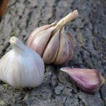 Sadbový česnek Rusinka - Allium sativum - paličák - 1 balení – Zboží Dáma