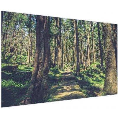 Obraz cesty mezi stromy, jednodílný 150x100 cm
