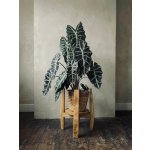 WoodenBotanery Otočný stojan na květiny VERTIGO 360 Smrk – Zboží Dáma