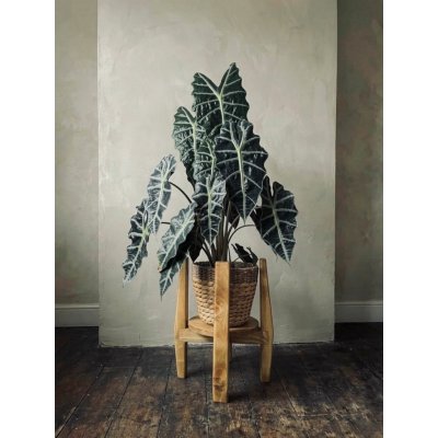 WoodenBotanery Otočný stojan na květiny VERTIGO 360 Smrk – Zboží Dáma