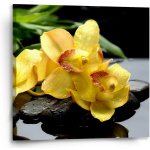 Sablio Obraz Žluté orchideje - 50x50 cm – Hledejceny.cz