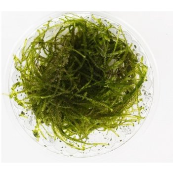 Taxiphyllum alternans - Taiwan moss