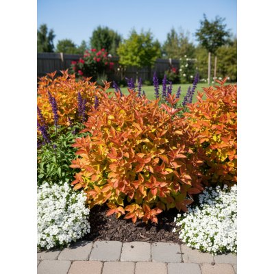 Vajgélie květnatá 'Wings of Fire' – Zboží Dáma