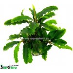 Bucephalandra biblis – Sleviste.cz