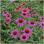 Třapatka Primadonna Deep Rose - Echinacea purpurea - prodej semen - 15 ks – Zbozi.Blesk.cz