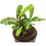 Bucephalandra spec. Wavy Leaf – Zboží Dáma