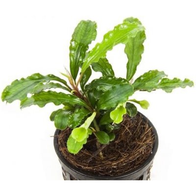 Bucephalandra spec. Wavy Leaf – Zboží Dáma