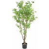 Květina PITTOSPORUM B STROM, 150cm