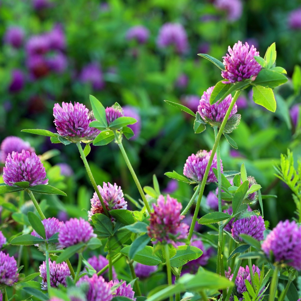 Jetel luční červený - Trifolium pratense - semena jetele - 100 ks