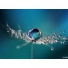 Tapety WEBLUX Fototapeta vliesová Beautiful dew drops on a dandelion seed macro. Beautiful soft light blue and violet background. Water drops on a parachutes dandelion on a beau 270 x 200 cm