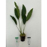 Anubias lanceolata - Anubis kopinatý – Zboží Dáma