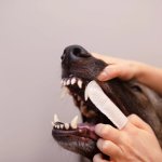 VetExpert Caryodent Finger Wipes vitamíny pro psa 100 ml – Zboží Dáma